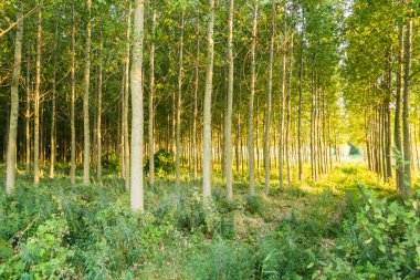 Sırbistan 'ın Novi Sad kenti yakınlarındaki Petrovaradin' de Tuna Nehri kıyısında genç bir kavak ağacı ormanı.