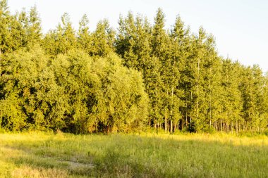 Sırbistan 'ın Novi Sad kenti yakınlarındaki Petrovaradin' de Tuna Nehri kıyısında genç bir kavak ağacı ormanı.