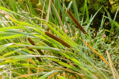 Typha angustifolia growing in the pond on summer sunny day.