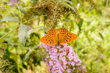 Queen of Spain Fritillary butterfly (Issoria lathonia) on flower clipart