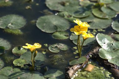 Yellow Water Lilies in the water near the shore of the lake. Yellow Water Lilies in the water near the shore of the lake bathed in the afternoon sun. clipart