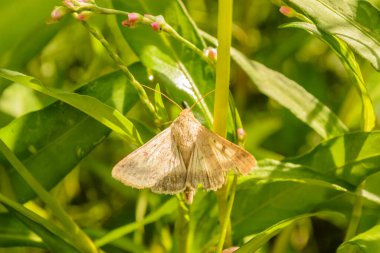 Moth with spread wings on the green leaf of the plan clipart