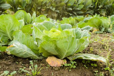 Genç sonbahar lahanaları, organik olarak üretilmiş, özel bir bahçenin yataklarında..