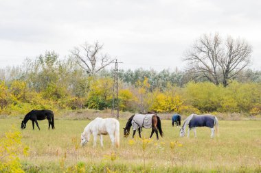 Sırbistan 'ın Novi Sad kenti yakınlarındaki bir açıklıkta günlük otlaklarda atlar.