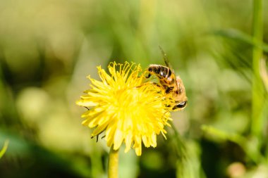 Arı, sarı karahindiba çiçeğinin nektarını toplar..