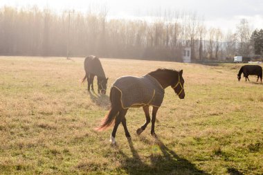 Sırbistan 'ın Novi Sad kenti yakınlarındaki bir açıklıkta günlük otlaklarda atlar.