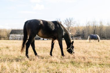 Sırbistan 'ın Novi Sad kenti yakınlarındaki bir açıklıkta günlük otlaklarda atlar.