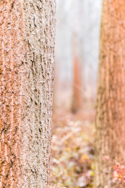 Kış mevsiminde kavak ağaçları. Yılın kışında orman sabah sisiyle kaplıydı..