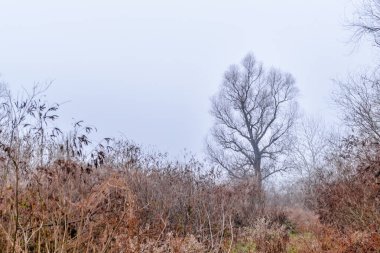 Kış mevsiminde kavak ağaçları. Yılın kışında orman sabah sisiyle kaplıydı..