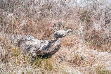 Burnt tree stump sticking out of dried grass.