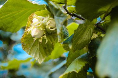 Olgun fındık meyveleri. Fındık ağacı gölgelik, genç meyveli..