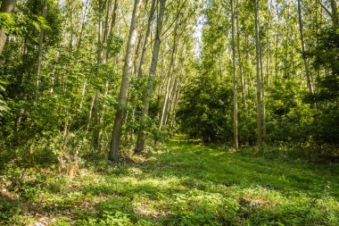 Yılın yaz döneminde Tuna nehri boyunca güneşle aydınlatılan yeşil orman..