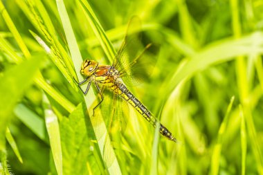 Açıklıktaki yeşil çimlerin arasında bir yusufçuk, yaklaş. Yılın yaz döneminde Tuna nehri boyunca güneşle aydınlatılan yeşil orman..