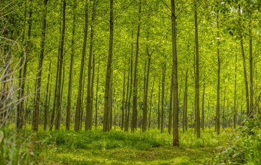 Yılın yaz döneminde Tuna nehri boyunca güneşle aydınlatılan yeşil orman..