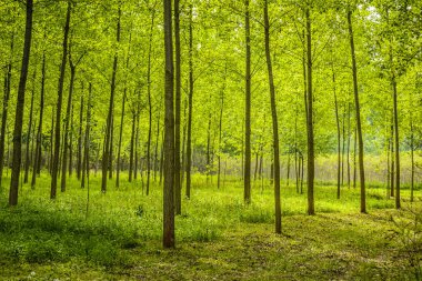 Green young forest illuminated by the sun along the Danube river in the summer period of the year.