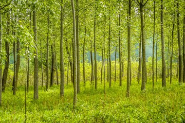 Yılın yaz döneminde Tuna nehri boyunca güneşle aydınlatılan yeşil orman..