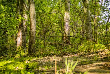 Yılın yaz döneminde Tuna nehri boyunca güneşle aydınlatılan yeşil orman..