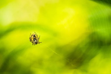 Örümcek ağında asılı örümcek ağı. Yeşil bitkilerle bulanık arkaplan.