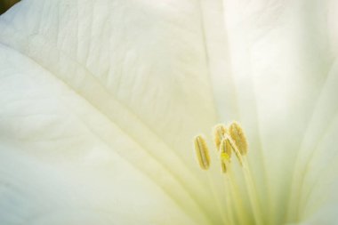 Beautiful bell-shaped white flower of the plant Datura - Latin name, Datura stramonium.