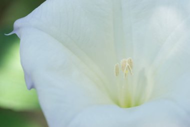 Datura bitkisinin güzel çan şeklinde beyaz çiçeği - Latince adı, Datura stramonyumu.