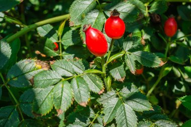 Olgunlaşmış Köpek Rosa Canina kırmızı böğürtlenlerine yakın çekim. Kırmızı güllük gülistanlık. Vahşi Olgun Briar dalda. Bitki ilaçları için bitkiler hasat ediliyor.