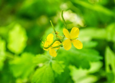 Marsh Marigold Caltha palustris flowers