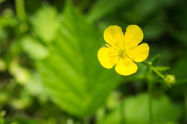 Marsh Marigold Caltha palustris flowers