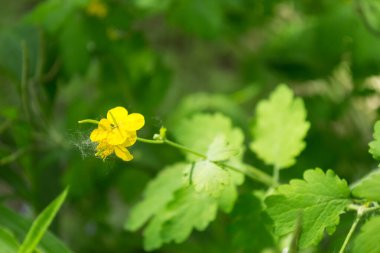 Marsh Marigold Caltha palustris flowers