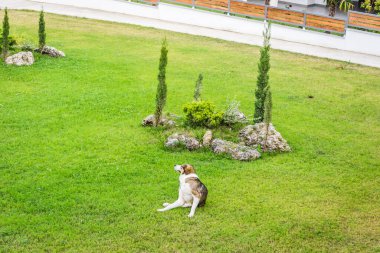 Küçük Leptokary kasabasında, evcil, huzurlu sokak köpeklerinin manzarası..