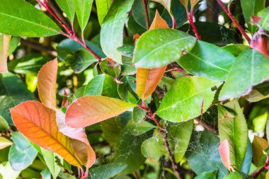 Yapraklar bakımlı ve güzelce döşenmiş çitler - Fotoğraf Kırmızı Robin.