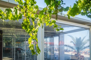 Büyük, yeşil, olgunlaşmamış üzümlü organik üzüm..