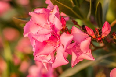 Pembe Neryum. Narin pembe zakkum çiçekleri, yazın Yunan sokaklarında.