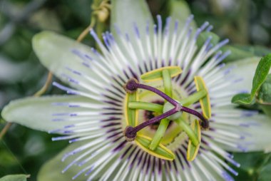 Güzel Akdeniz bitkileri Passiflora. Leptokarya, Yunanistan.