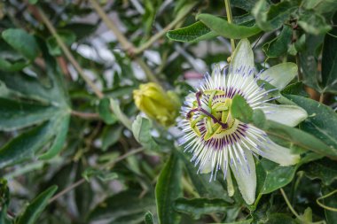 Güzel Akdeniz bitkileri Passiflora. Leptokarya, Yunanistan.