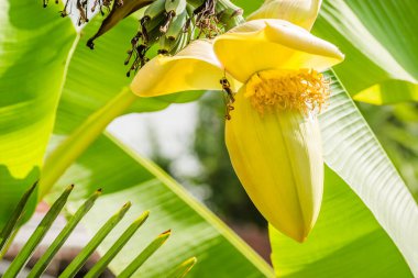 Yunan bahçesinde muz ağacı, Leptokarya, sabah.