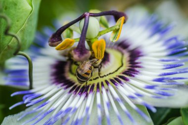 Güzel Akdeniz bitkileri Passiflora. Leptokarya, Yunanistan.