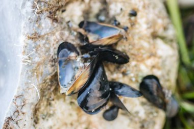 Leoptokary kıyısındaki kayalara yapıştırılmış deniz kabukları. Yunanistan 'ın Leptokarya plajındaki taş.