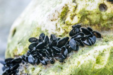 Leoptokary kıyısındaki kayalara yapıştırılmış deniz kabukları. Yunanistan 'ın Leptokarya plajındaki taş.