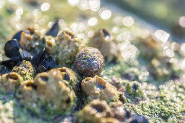 Leoptokary kıyısındaki kayalara yapıştırılmış deniz kabukları. Yunanistan 'ın Leptokarya plajındaki taş.