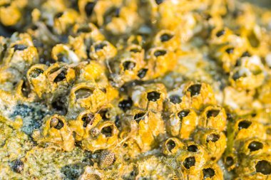 Leoptokary kıyısındaki kayalara yapıştırılmış deniz kabukları. Yunanistan 'ın Leptokarya plajındaki taş.