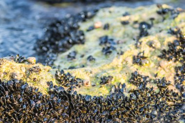 Leoptokary kıyısındaki kayalara yapıştırılmış deniz kabukları. Yunanistan 'ın Leptokarya plajındaki taş.