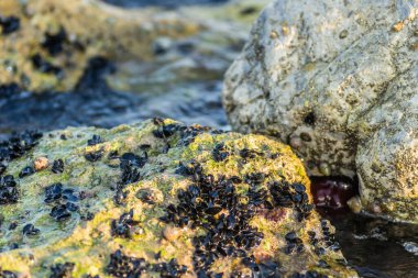 Leoptokary kıyısındaki kayalara yapıştırılmış deniz kabukları. Yunanistan 'ın Leptokarya plajındaki taş.