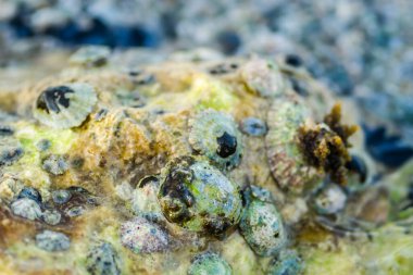 Leoptokary kıyısındaki kayalara yapıştırılmış deniz kabukları. Yunanistan 'ın Leptokarya plajındaki taş.