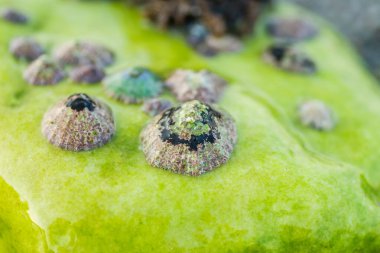 Leoptokary kıyısındaki kayalara yapıştırılmış deniz kabukları. Yunanistan 'ın Leptokarya plajındaki taş.