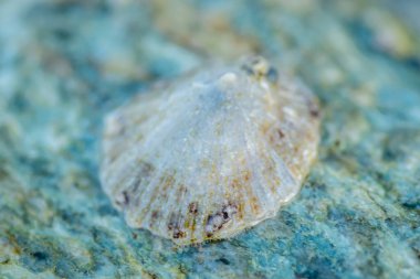 Leoptokary kıyısındaki kayalara yapıştırılmış deniz kabukları. Yunanistan 'ın Leptokarya plajındaki taş.