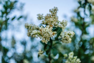 Beyaz leylak çiçekleri günbatımının sıcacık ışığında