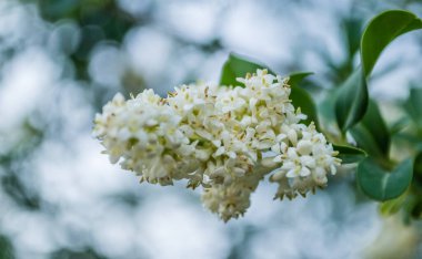 Beyaz leylak çiçekleri günbatımının sıcacık ışığında