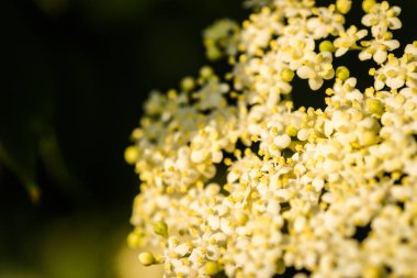 Sunny white flowers of the plant Black call-Sambucus nigra in the spring day in the afternoon sun. Elderflower. elder flower sambucus nigra. an inflorescence of white flowers grows on a blossoming bush of black elder.