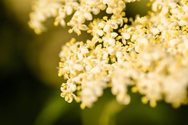 Sunny white flowers of the plant Black call-Sambucus nigra in the spring day in the afternoon sun. Elderflower. elder flower sambucus nigra. an inflorescence of white flowers grows on a blossoming bush of black elder.