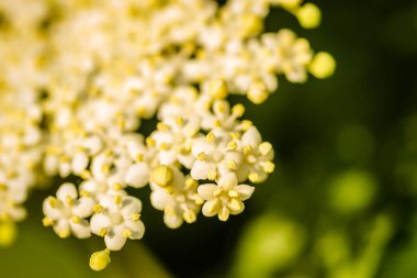 Sunny white flowers of the plant Black call-Sambucus nigra in the spring day in the afternoon sun. Elderflower. elder flower sambucus nigra. an inflorescence of white flowers grows on a blossoming bush of black elder.